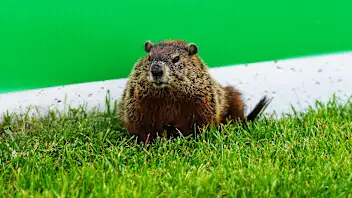 MONTREAL, QUEBEC - JUNE 12: A groundhog watches on trackside during previews ahead of F1 Academy