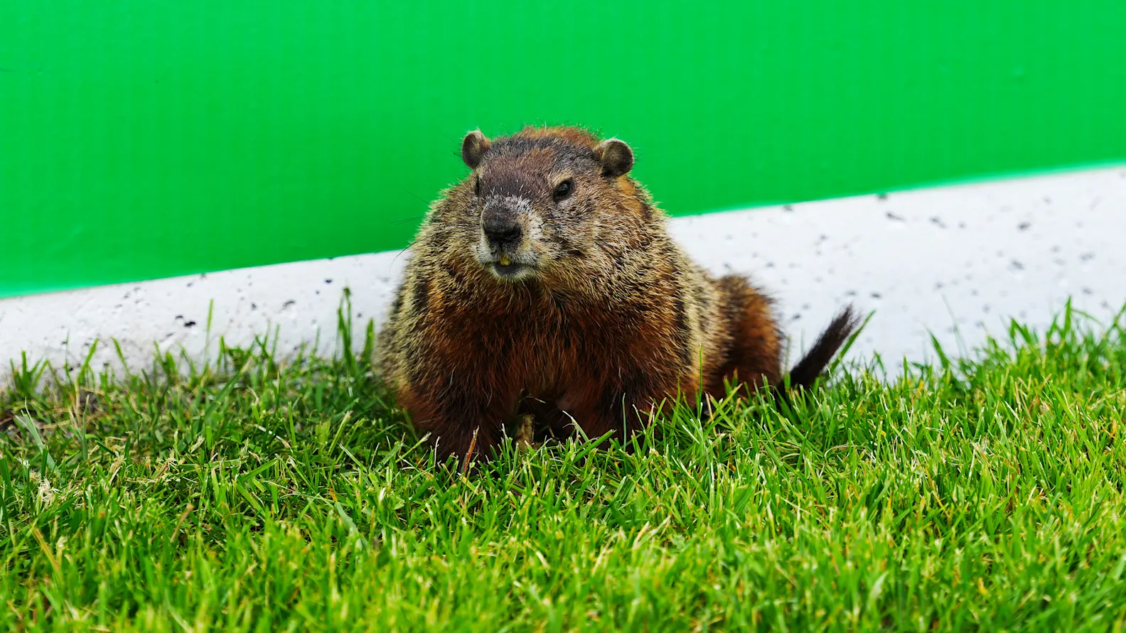 MONTREAL, QUEBEC - JUNE 12: A groundhog watches on trackside during previews ahead of F1 Academy