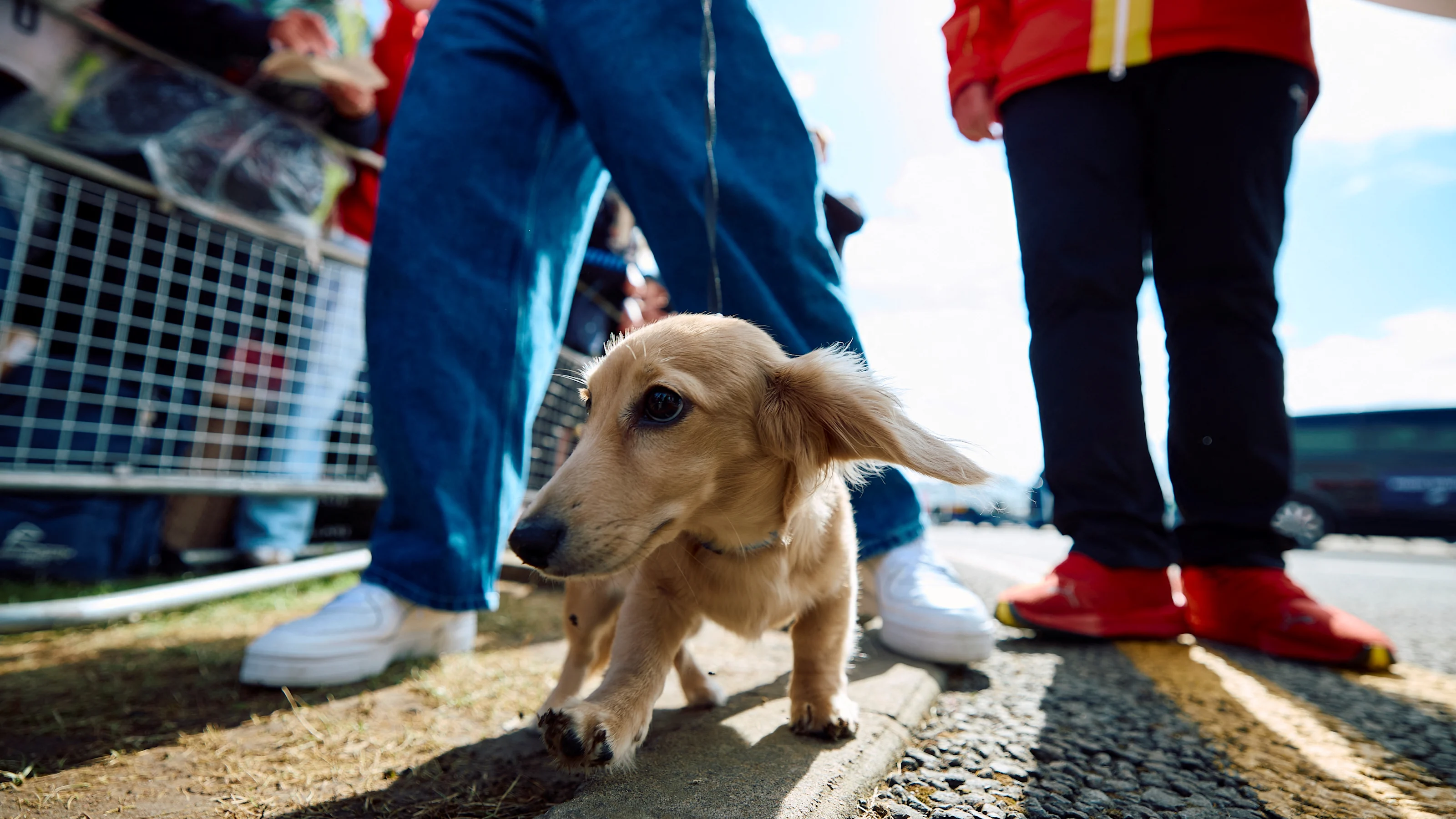 Leo, the dog of Ferrari's Monegasque driver Charles Leclerc, reacts upon arrival ahead of the
